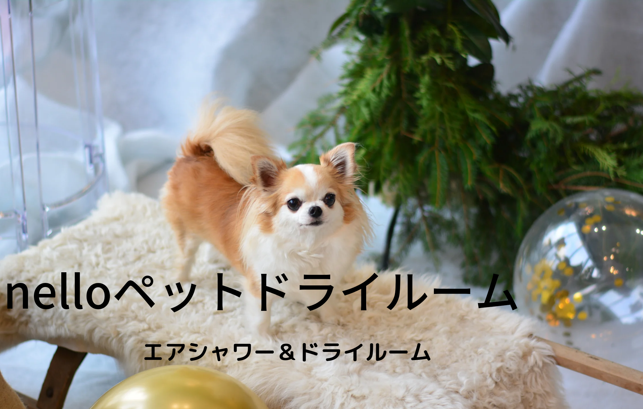 nelloペットドライルーム【愛犬も飼い主さんも喜ぶ時短、綺麗、爽やか】