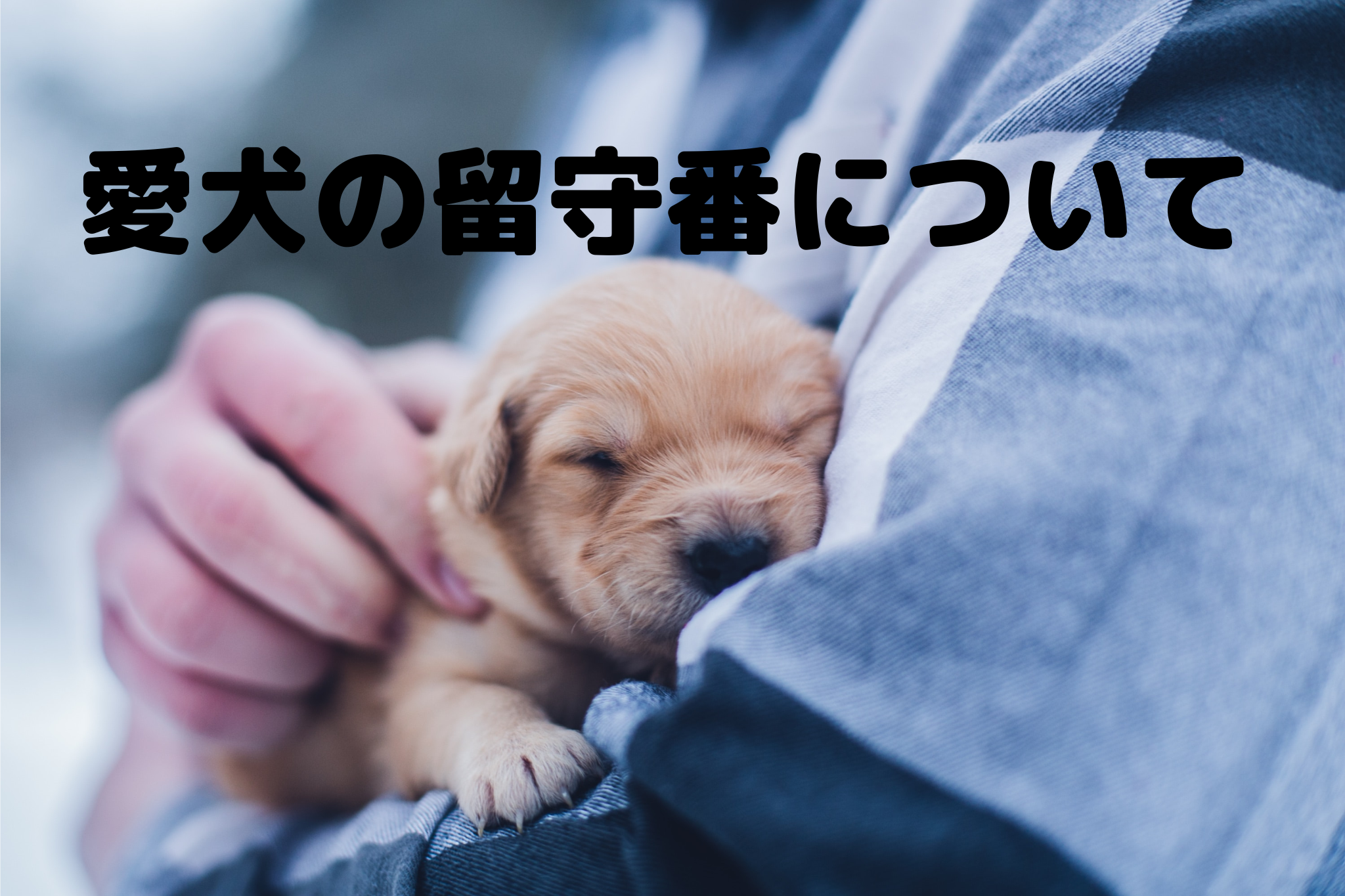 愛犬の留守番について【お利口に留守番できていますか？】