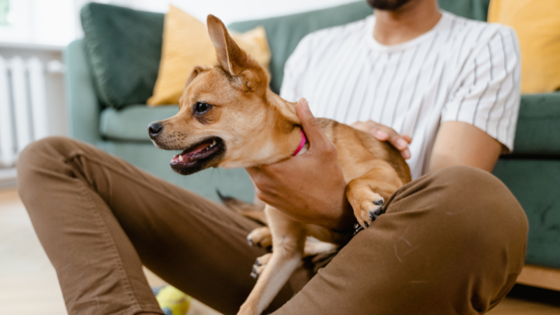 犬が喜ぶ撫で方と撫でるときのポイントを完全ガイド|愛犬との絆を深める方法 | チワワと僕と楽しい愛犬ライフ