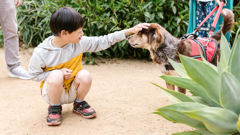 犬が喜ぶ撫で方と撫でるときのポイントを完全ガイド|愛犬との絆を深める方法 | チワワと僕と楽しい愛犬ライフ
