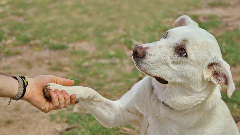 犬を飼うとできなくなること