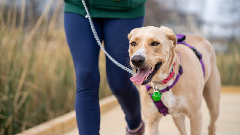 犬を飼うと変わるライフスタイル